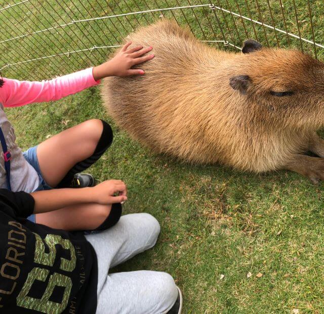 カピバラと触れ合う子どもを撮影した写真