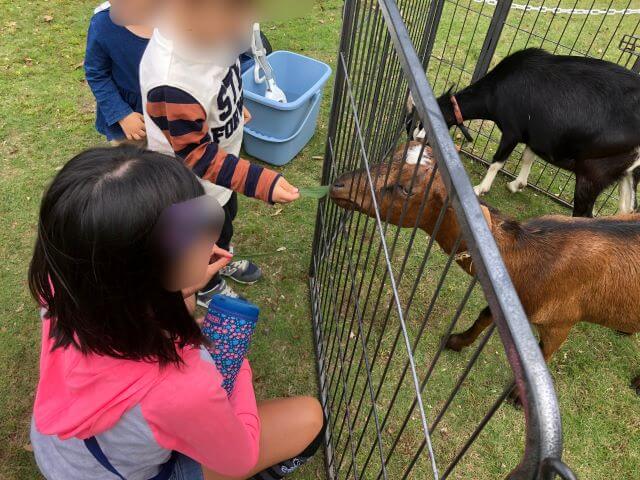 動物にエサをあげる子どもを撮影した写真