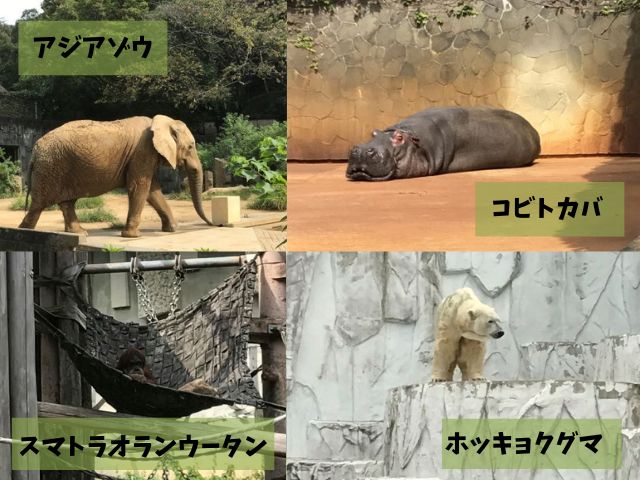 様々な動物を撮影した写真