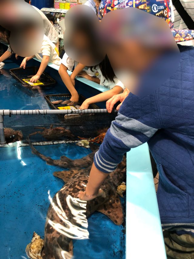 ナヌカザメを触る子どもを撮影した写真
